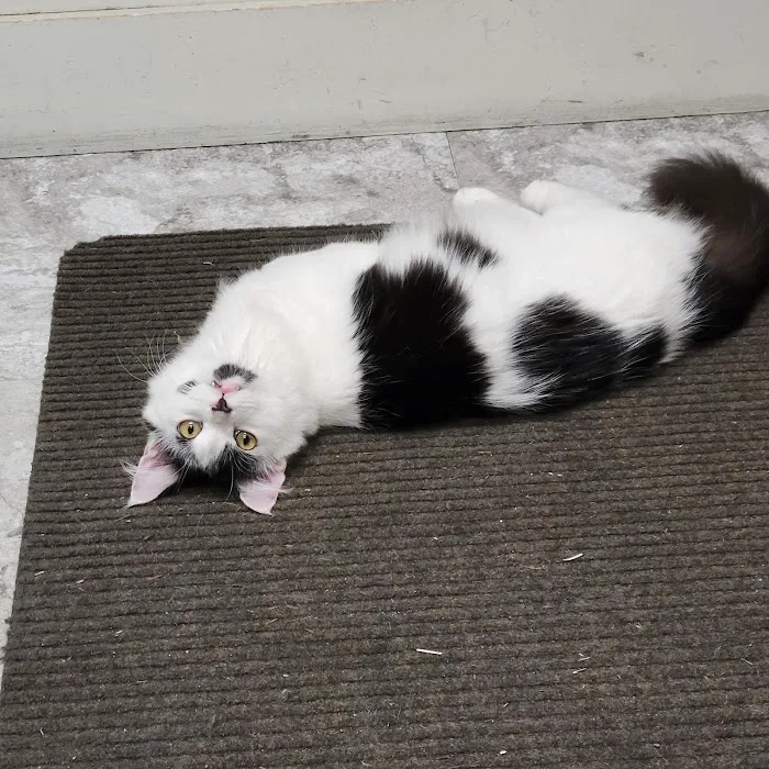 Westminster Animal Hospital Picture 8