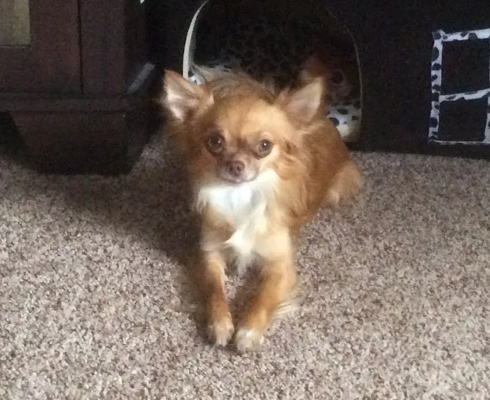 Walpole Veterinary Hospital Picture 10