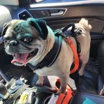 Clarendon Animal Clinic: Grace Ma-Steenbergen, D.V.M.