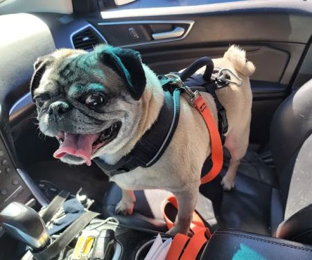 Clarendon Animal Clinic: Grace Ma-Steenbergen, D.V.M.
