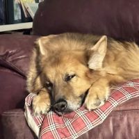 VT NH Veterinary Clinic ico