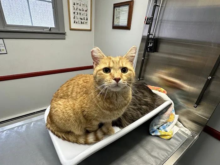Brattleboro Veterinary Clinic Picture 2