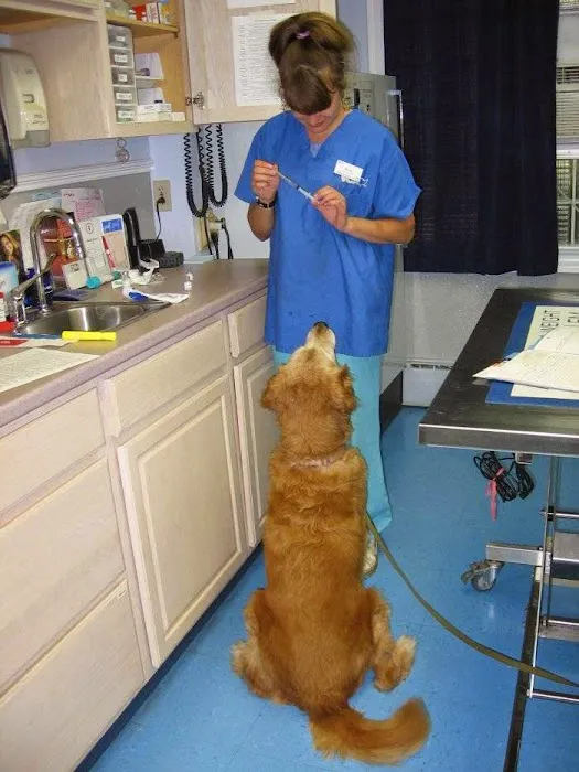 VCA Windham Animal Hospital Picture 3