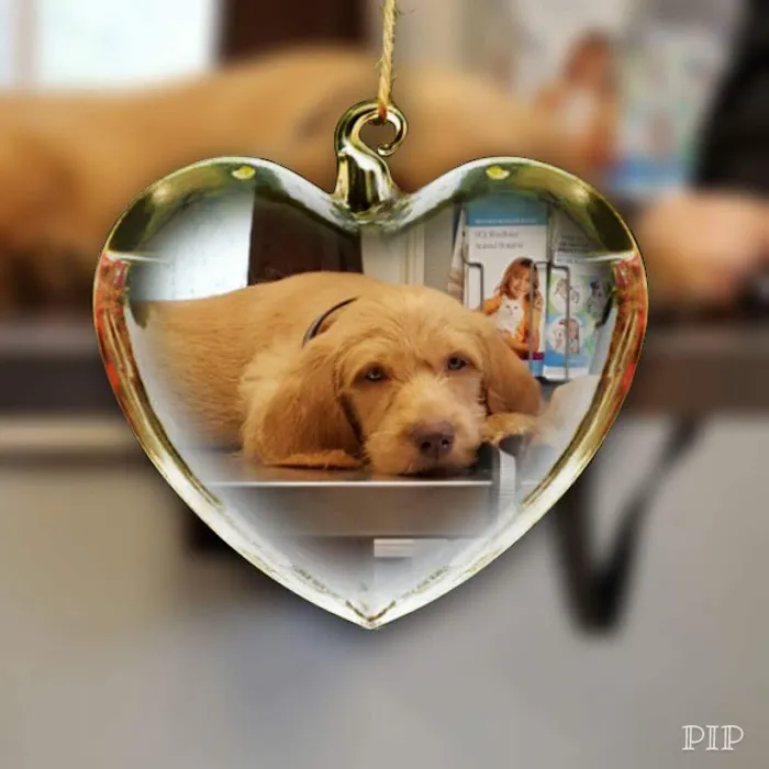 VCA Windham Animal Hospital Picture 1