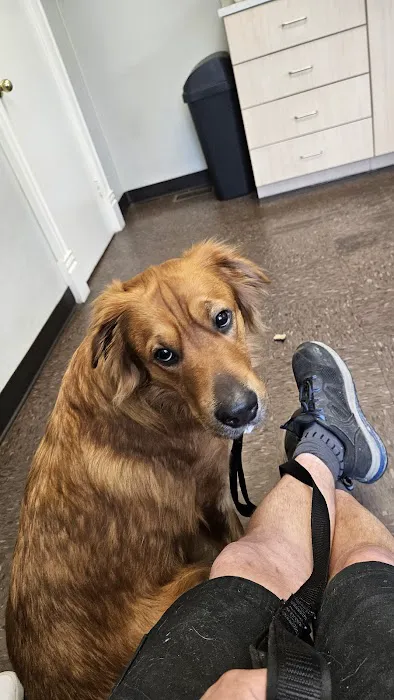 VCA Windham Animal Hospital Picture 9