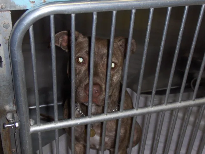 VCA Windham Animal Hospital Picture 7