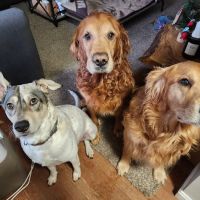 Cheshire Animal Hospital ico