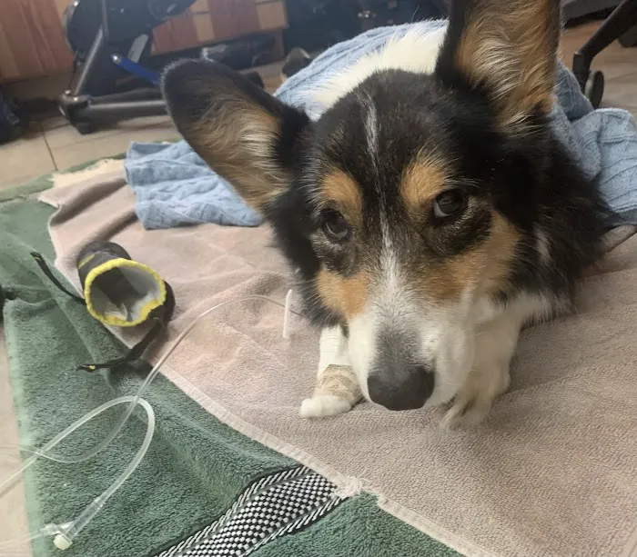 Eastwood Animal Clinic Picture 4