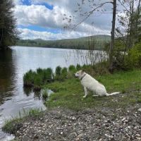 Riverside Veterinary Care and Dental Services ico