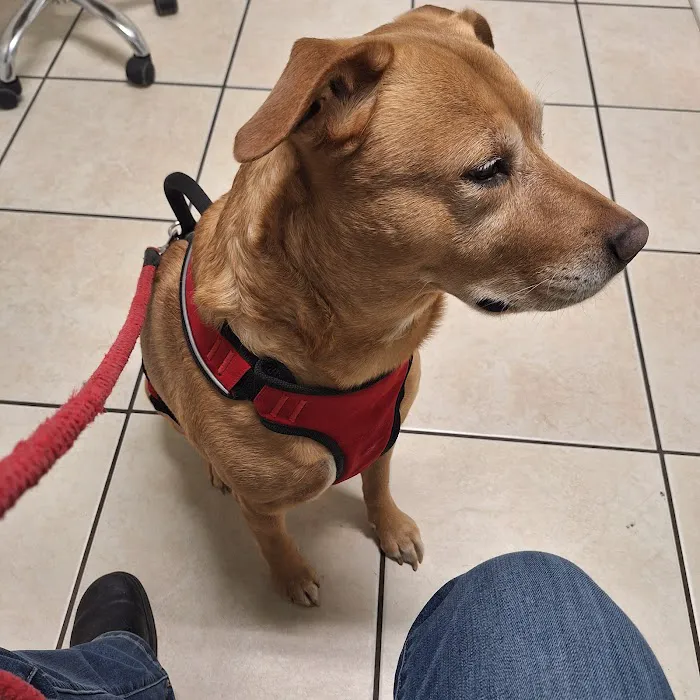 Riverside Veterinary Care and Dental Services Picture 2