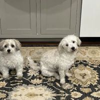 All Points Animal Care ico