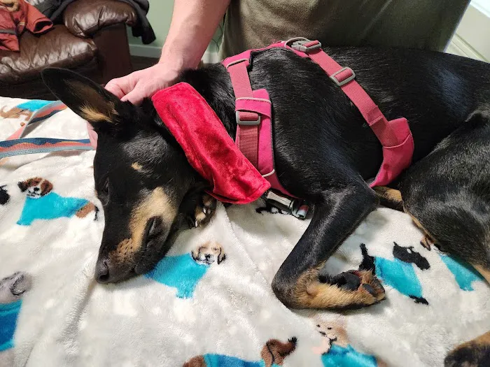 All Points Animal Care Picture 5
