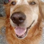 Center Rutland Animal Hospital