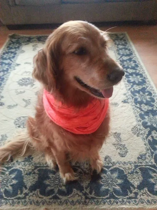 Center Rutland Animal Hospital Picture 9