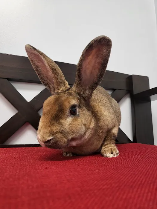 PawSteps Veterinary Center Picture 3