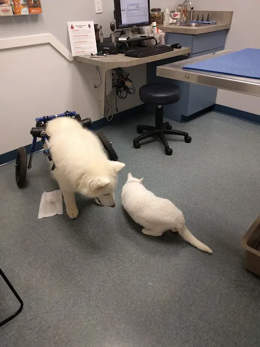 PawSteps Veterinary Center Picture 5