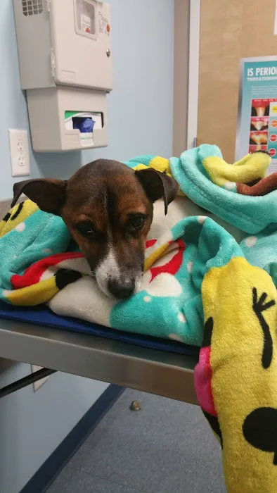 PawSteps Veterinary Center Picture 7