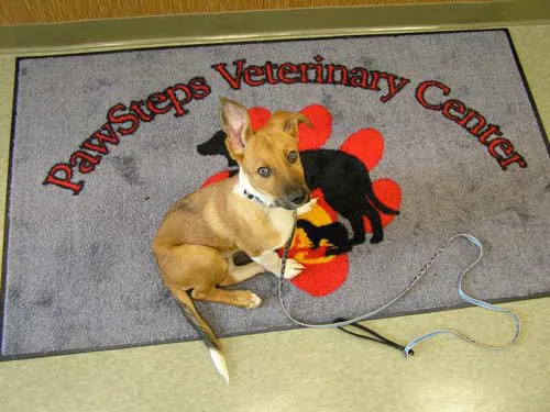 PawSteps Veterinary Center Picture 10