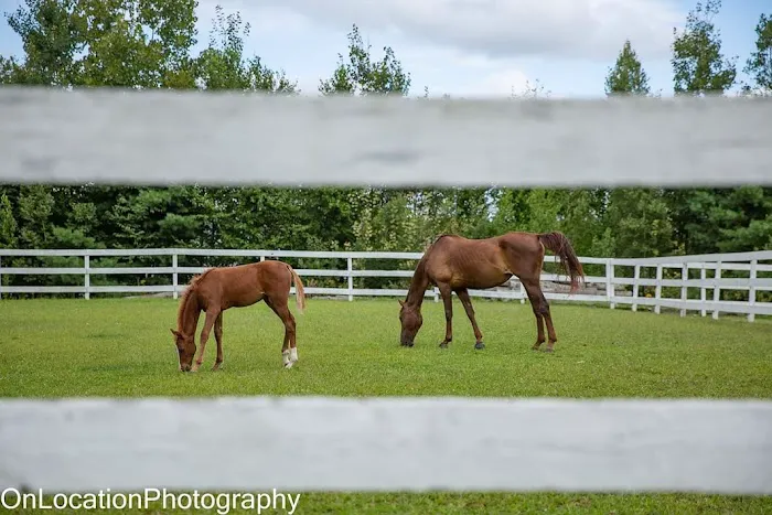 Massachusetts Equine Clinic Picture 3
