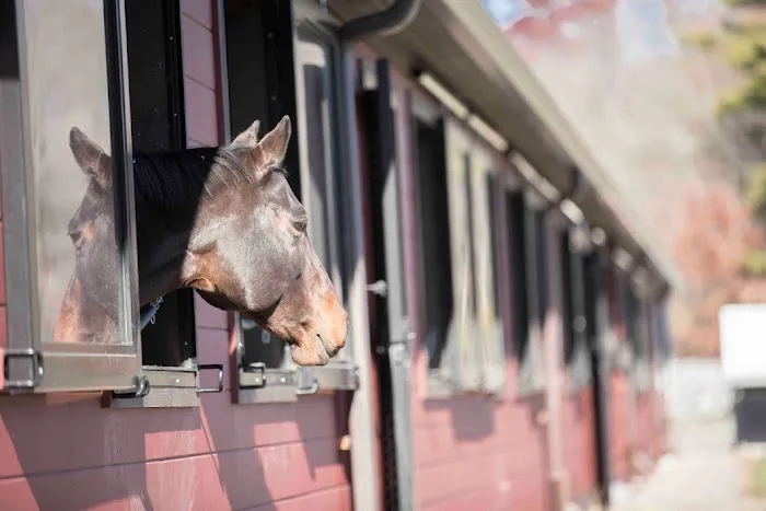 Massachusetts Equine Clinic Picture 2