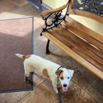 Agape Animal Hospital