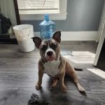 Mendon Animal Clinic