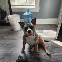 Mendon Animal Clinic ico