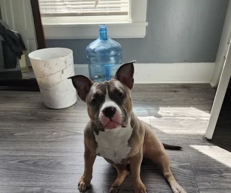 Mendon Animal Clinic