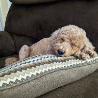 Red Fern Veterinary Care ico