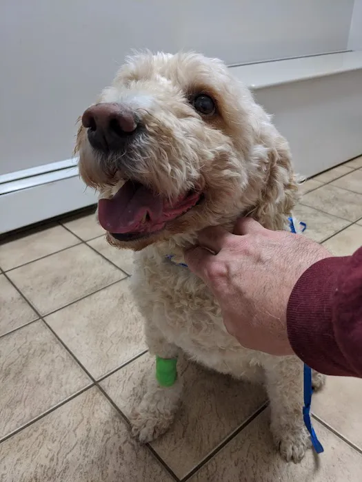 Hillside Veterinary Clinic – Auburn, MA | Central MA Vet Care Picture 9