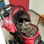 VCA Auburn Animal Hospital