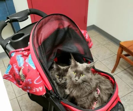VCA Auburn Animal Hospital