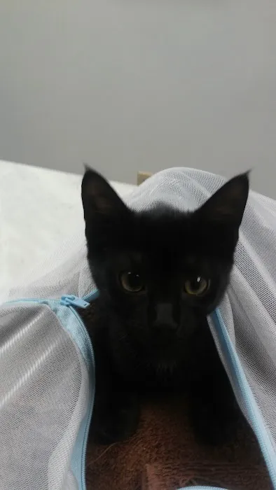 VCA Auburn Animal Hospital Picture 5