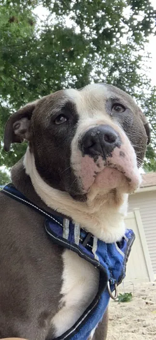 VCA Auburn Animal Hospital Picture 6