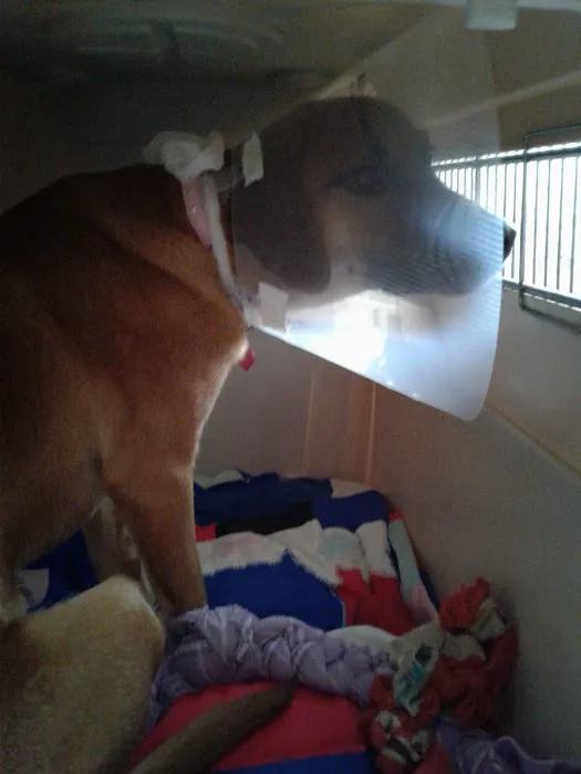 Dr Colm Scanlon Leicester Veterinary clinic Picture 6