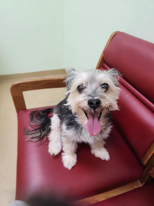 Westside Animal Clinic, A Thrive Pet Healthcare Partner Picture 1