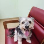 Westside Animal Clinic, A Thrive Pet Healthcare Partner