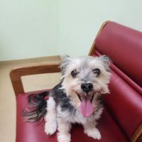 Westside Animal Clinic, A Thrive Pet Healthcare Partner ico