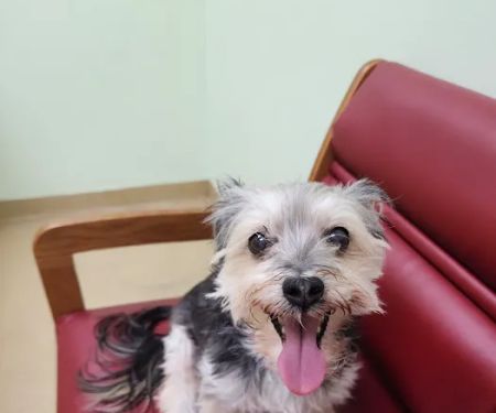 Westside Animal Clinic, A Thrive Pet Healthcare Partner