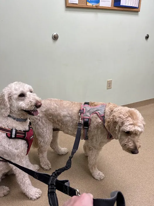 Westside Animal Clinic, A Thrive Pet Healthcare Partner Picture 8
