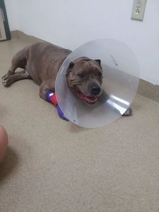 Westside Animal Clinic, A Thrive Pet Healthcare Partner Picture 10