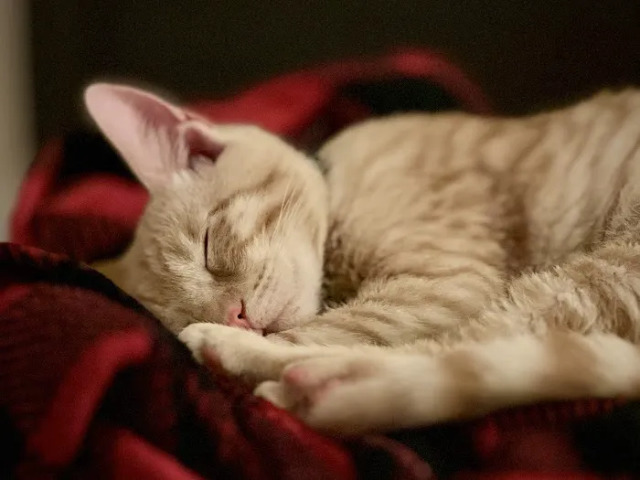 Milford Animal Hospital Picture 4
