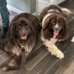 Sturbridge Veterinary Hospital