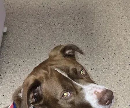 Second Chance Community Veterinary Hospital of Worcester