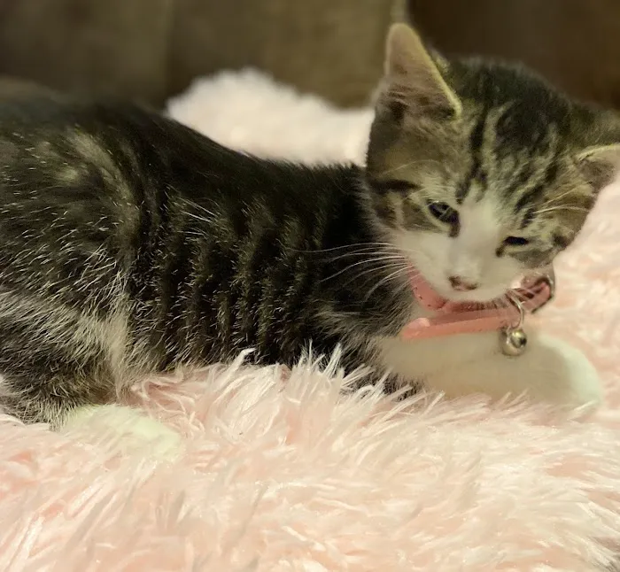 Second Chance Community Veterinary Hospital of Worcester Picture 10