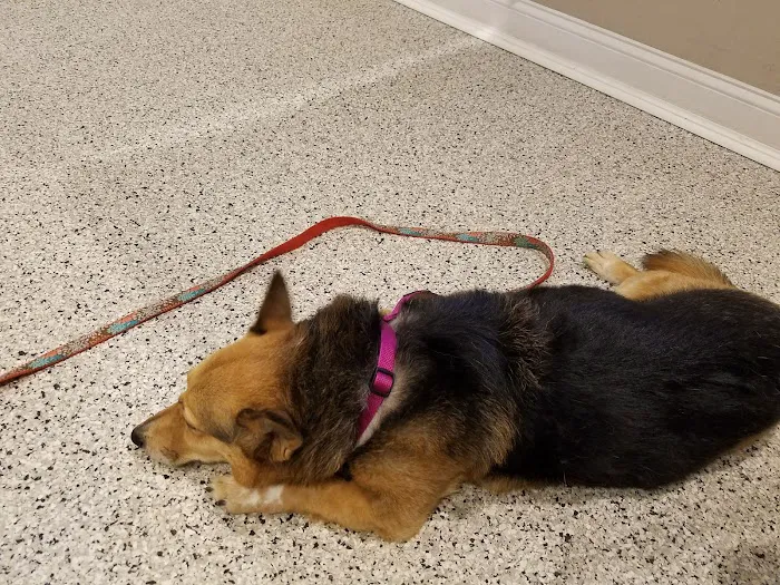 Riverlin Animal Hospital, LLC Picture 1