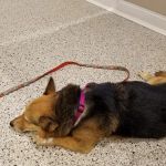 Riverlin Animal Hospital, LLC