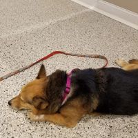 Riverlin Animal Hospital, LLC ico