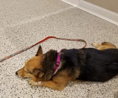 Riverlin Animal Hospital, LLC