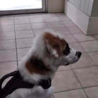 Route 20 Animal Clinic ico